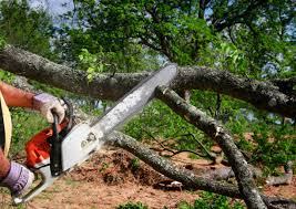 Best Tree Cabling and Bracing  in Las Quintas Fronterizas, TX