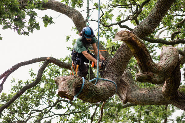 Best Firewood Processing and Delivery  in Las Quintas Fronterizas, TX